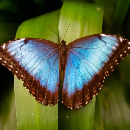פוארטו לימון Veragua Rainforest מראה חיצוני תמונה
