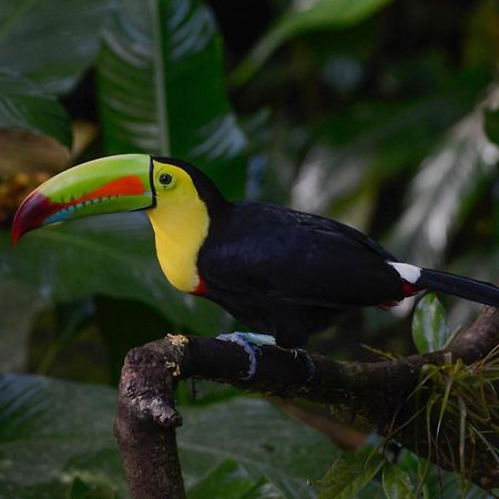 פוארטו לימון Veragua Rainforest מראה חיצוני תמונה