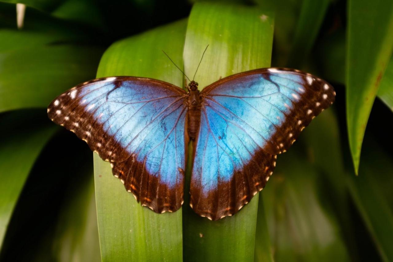 פוארטו לימון Veragua Rainforest מראה חיצוני תמונה