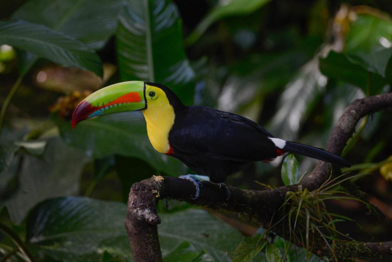 פוארטו לימון Veragua Rainforest מראה חיצוני תמונה
