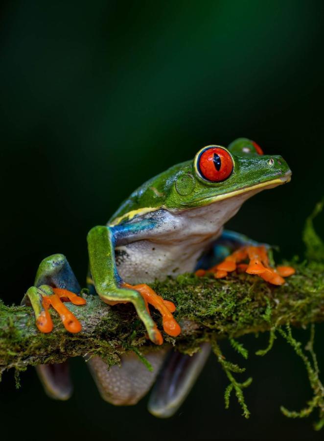 פוארטו לימון Veragua Rainforest מראה חיצוני תמונה