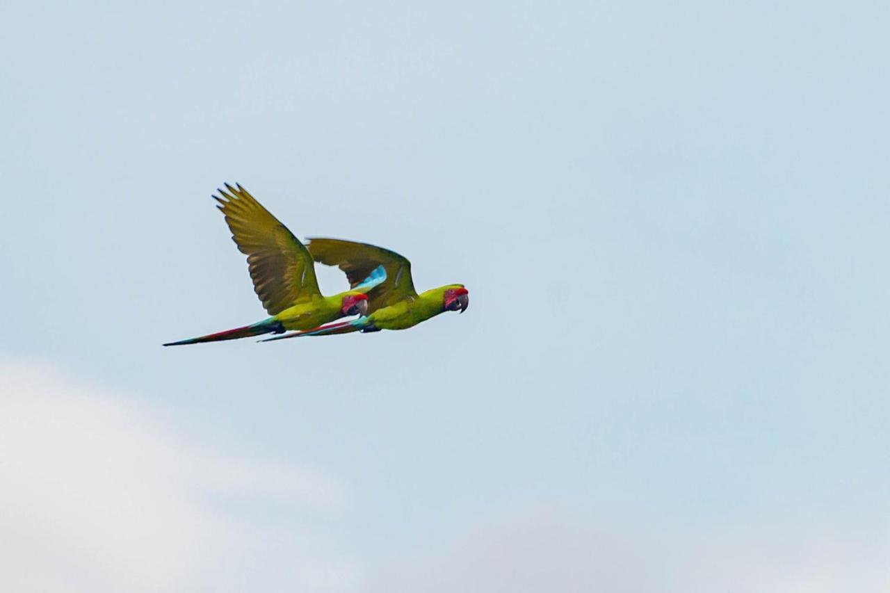 פוארטו לימון Veragua Rainforest מראה חיצוני תמונה